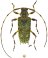#735 specimen ♀ 9.0 mm - Vénézuela, Tejeiras • 22.x.1989 • leg. Rouche, P.