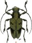 #3885 specimen ♀ 22.5 mm - Equateur, Tena, Puyo Oriente • 11.x.1996