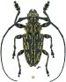 #1053 specimen ♂ 21.5 mm - Colombie, Valle del Cauca, Bajo Calima • 03.xi.1993