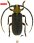 #8537 holotype ♂ 6.0 mm - Guyane, Montagne de Kaw, pk29 • 18.viii.2006 16:30 • au battage • leg. Roguet, J.-P.