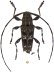 #13402 specimen ♂ 10.5 mm - Ecuador, Pacto, 50km NW of Quito, 1300m • 01.iii.2002 • leg. Kudrna, A.