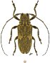 #23526 specimen ♀ 18.0 mm - Guyane, Montagne de Kaw, pk37 • 14.viii.2024 12:15 • au battage • leg. Roguet, J.-P.