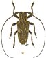 #23527 specimen ♂ 13.5 mm - Guyane, Montagne de Kaw, pk38 • 15.viii.2024 11:30 • au battage • leg. Roguet, J.-P.