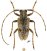#9393 specimen ♂ 6.0 mm - Colombie, Boqueron, 800m • 15.iii.2000 • leg. Lecourt, G.