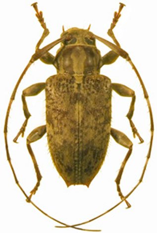 Alcidion umbraticum