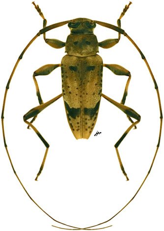 Anisopodus sparsus