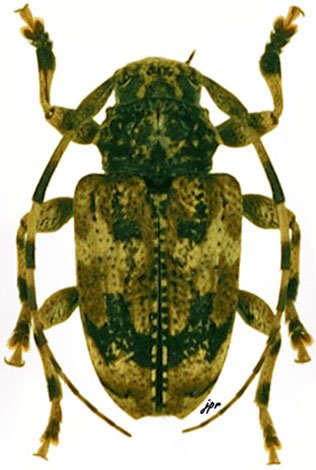 Eupromerella clavator