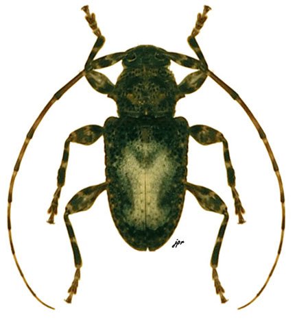 Exalphus aurivillii