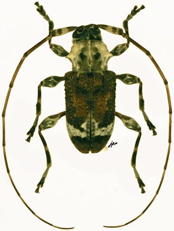 Exalphus malleri