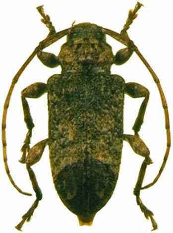 Leptostylopsis poeyi