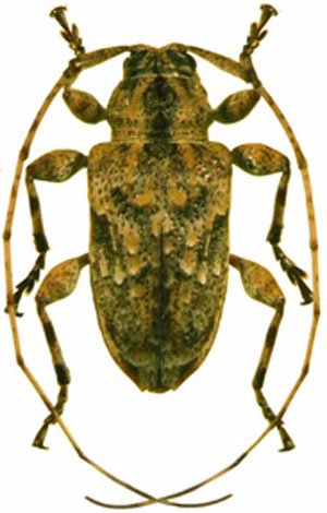 Leptostylopsis perfasciatus