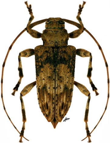 Nealcidion bicristatum