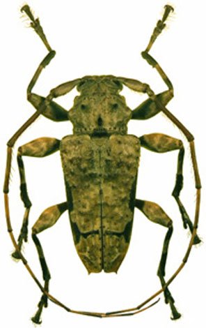 Oreodera glauca glauca