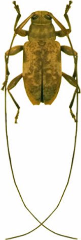 Sympagus bimaculatus