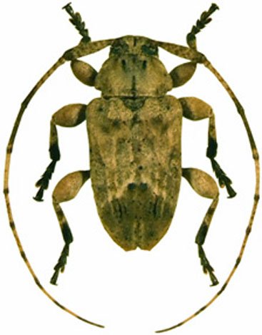 Styloleptus laticollis