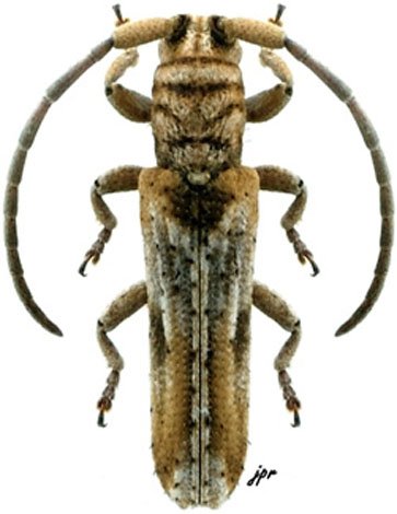 Ogmodera sulcata