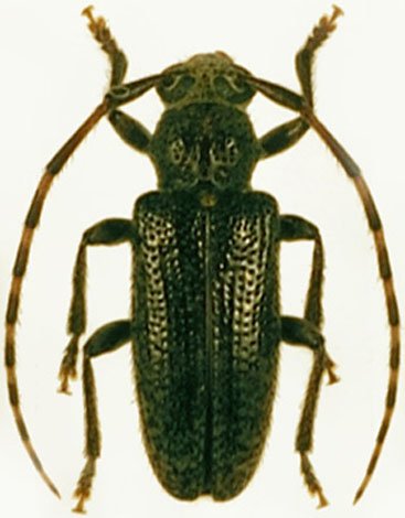 Drycothaea guadeloupensis