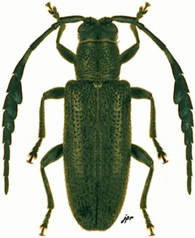 Hemicladus dejeanii