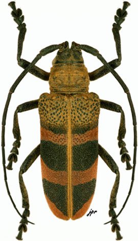 Ceroplesis thunbergii