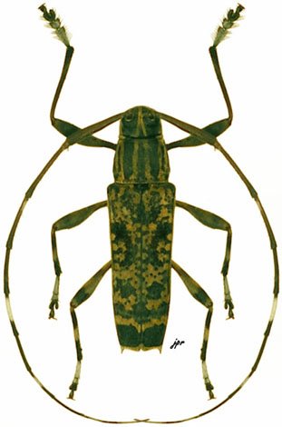 Colobothea grallatrix