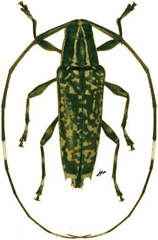 Colobothea lineatocollis