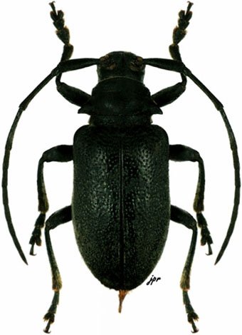 Lagrida aenea