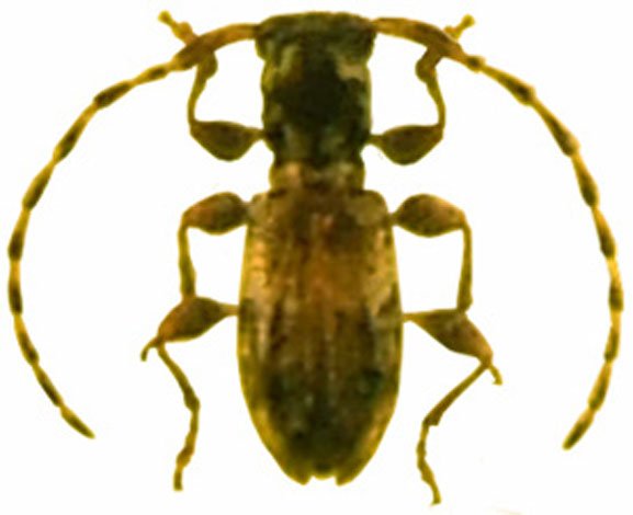 Decarthria stephensii