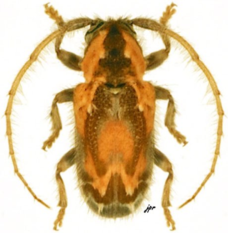 Desmiphora nigroannulata