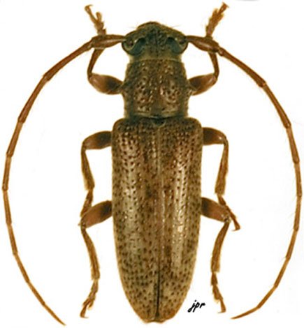 Estoloides annulicornis