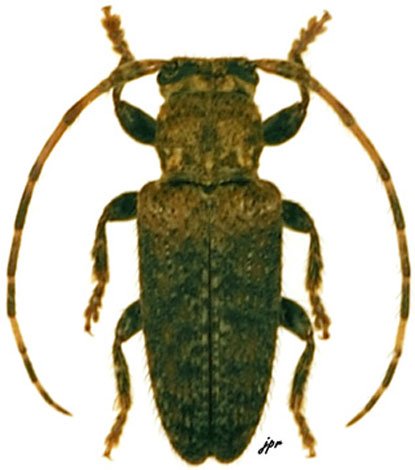 Estola flavobasalis