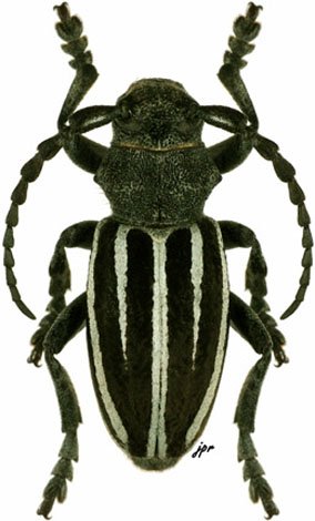 Iberodorcadion fuliginator navaricum