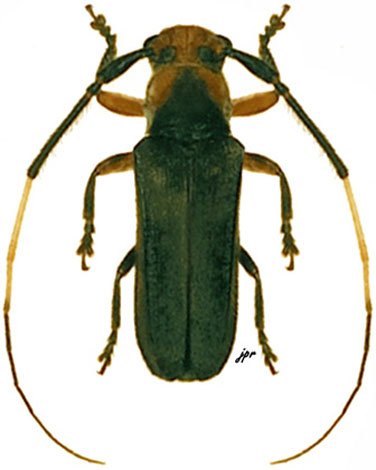 Sybaguasu thoracicum