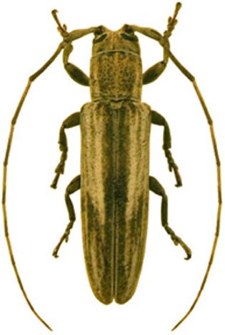 Cacostola leonensis