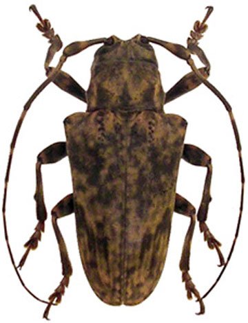 Pseudobeta ferruginea