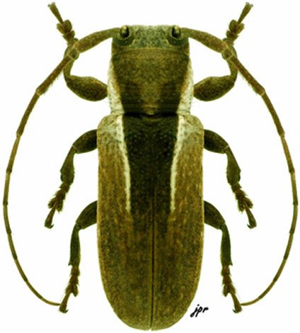 Trestonia bilineata