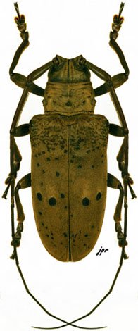 Tybalmia mydas