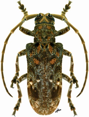 Phrynetopsis trituberculata