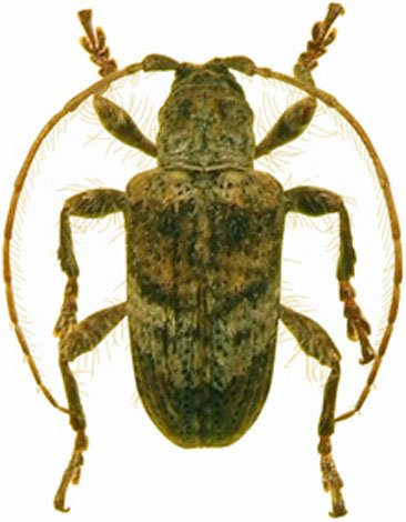 Hypomia mexicana