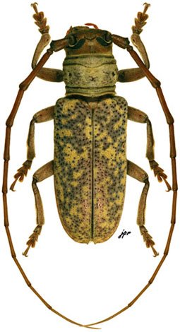 Prosopocera luteomarmorata