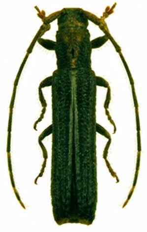 Epectasis juncea