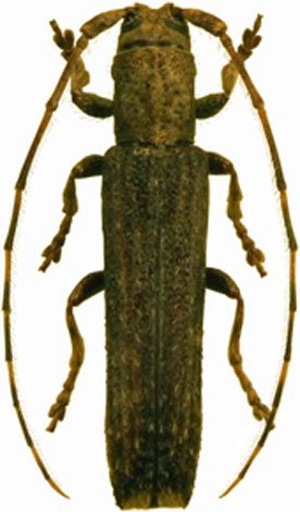 Epectasis similis