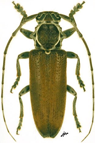 Esthlogena albolineata