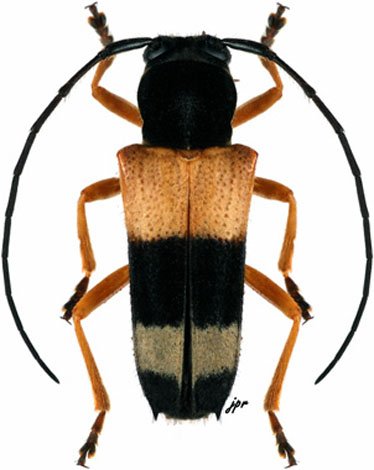 Glenea fasciata