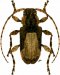 Acanthoderini • Exalphus gounellei • ♀