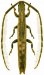 Agapanthiini • Spalacopsis filum filum