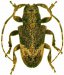 Onciderini • Euthima rodens • ♂