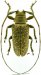  Onciderina • Lochmaeocles sladeni • ♂