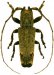  Onciderina • Trestonia forticornis • ♂