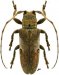  Onciderina • Trestonia fulgurata • ♀