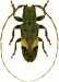  Onciderina • Trestonia turbula • ♂